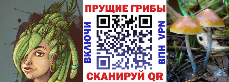 купить наркоту Володарск OMG ссылки Псилоцибиновые грибы мицелий
